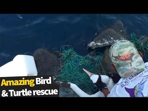 Fishermen Rescue A Bird & Turtle Stuck In A Net | Animal Rescue 2020