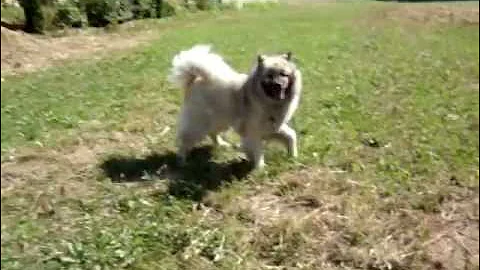 Eurasier Amy - Sommer 2010
