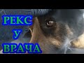 РЕКС У ВРАЧА