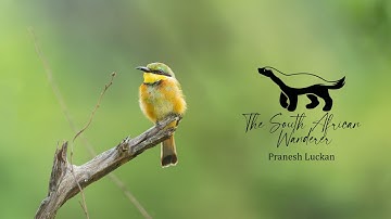 My editing workflow for wildlife/bird photography - Using DxO Pure Raw and Adobe Photoshop