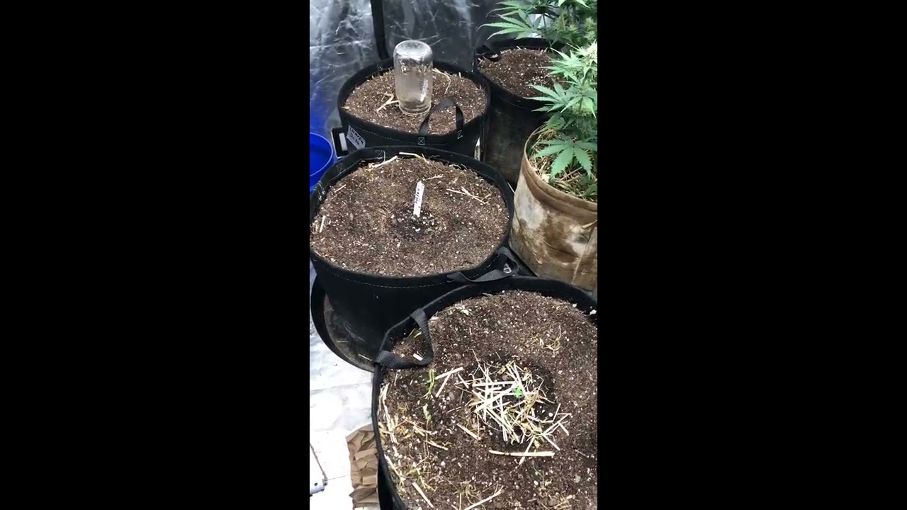 Garden Update SAG Harvest results and what’s new growing on !