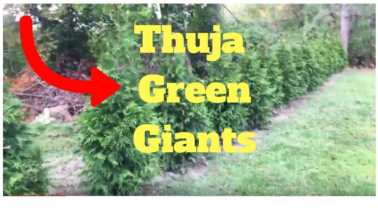 Green Giants Thuja And Growth 5 6 Feet Tall YouTube