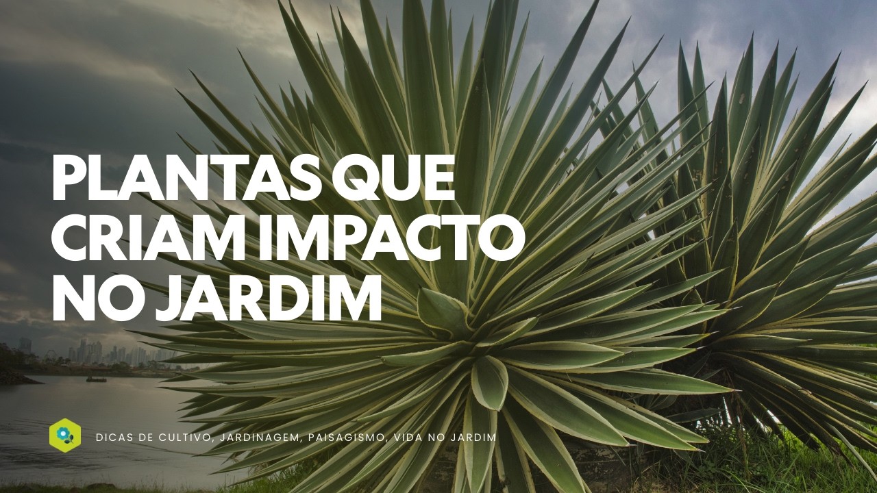 PLANTAS QUE CRIAM IMPACTO IMEDIATO NO JARDIM