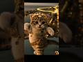 meow | shake it to the max #ai #cat