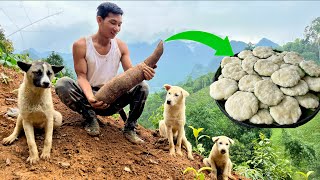 Poor Mountain Life 🌿 | I Harvested Giant Cassava And Made Soft Steamed Cakes With My Loyal Dogs 🐶 screenshot 4