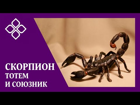 Скорпион, великий и ужасный - твой лучший друг и оберег