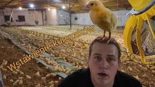 Wstawienie Kurczaków