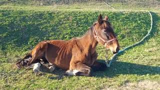Fly to the horse 🐎 lying on the grass / Летим к лошадке 🐴 лежащей на траве /4 #horse #horselife