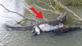 NAGKAMALI NG KINALABAN ANG BUWAYA KAYA ITO ANG SINAPIT | Crocodiles messed wrong Oponnent