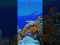Relaxing Sleep Story | Ocean Calm #shorts