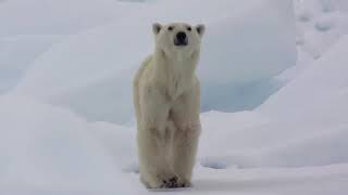 Белые медведи вымрут к 2100 году!? Это интересно знать