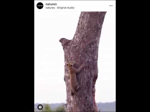 Baby Cheetah Has Big News
