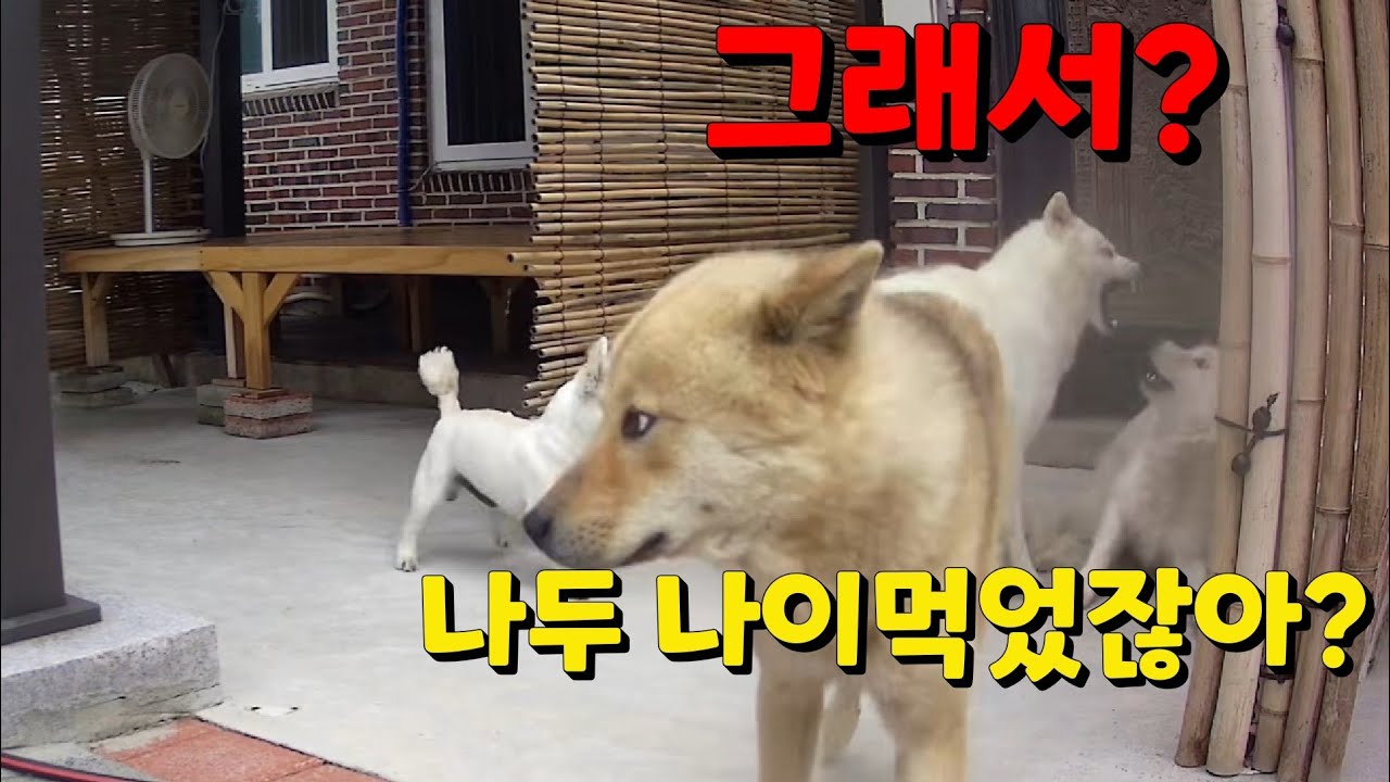 나이 먹었다고, 대들던 진돗개의 최후!