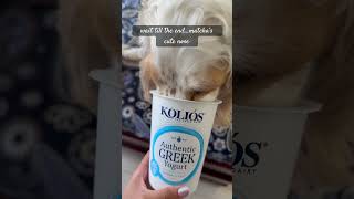 Its Greek Yogurt Guys Ś