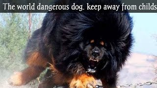 tibetan mastiff most dangerous dog