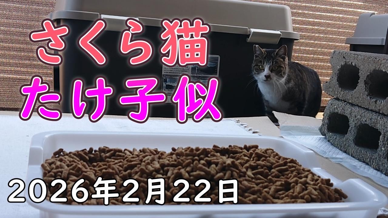 2026年2月22日日曜日、猫達の今朝の様子。空き家縁側内でご飯を食べられる野良猫、さくら猫たけこ。