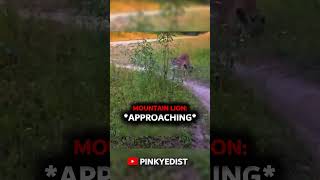 AGRESSIVE MOUNTAIN LION😨