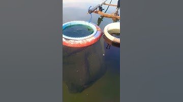 nyobok babon nila #mancing #nyobok #wwl #wadaslintang #mancingmania #nila #tilapia
