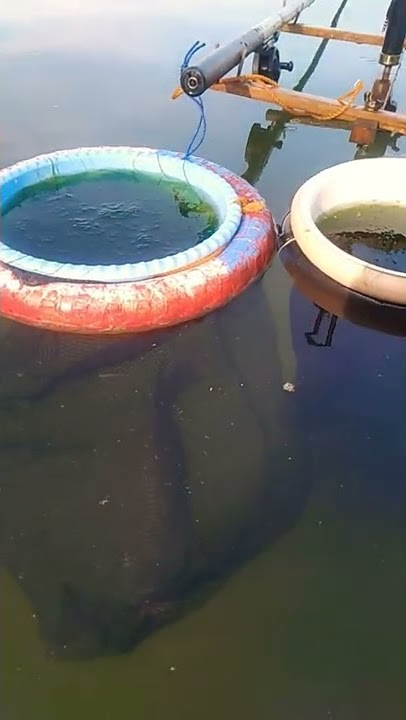 nyobok babon nila #mancing #nyobok #wwl #wadaslintang #mancingmania #nila #tilapia