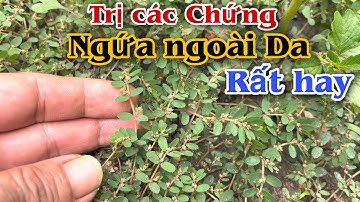 Bài thuốc trị Các chứng Ngứa ngoài Da. PHAN HẢI Channel