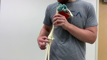 Arthrokinematics of Radiohumeral Joint