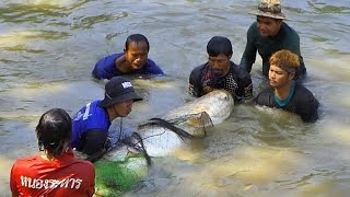 ลุ้นทุกวินาที! เซียนแหหว่านแหโดนปลาบึกยักษ์ 200Kg. คนลุ้นเชียร์นับร้อย งานนี้จะเอาขึ้นยังไง