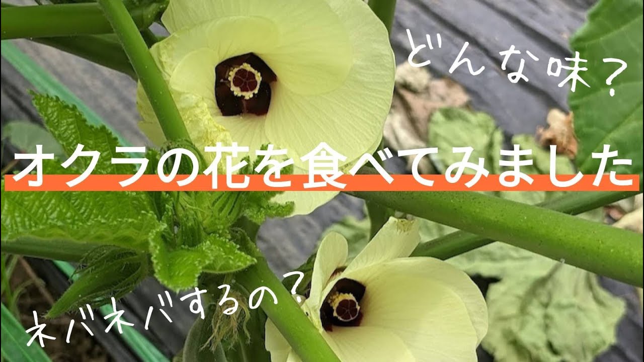 オクラの生長と管理 ２ 美味しく食べられると噂のオクラの花はどんな味がするのか Youtube