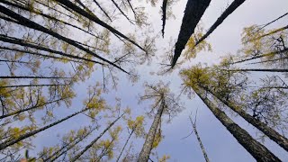 Explore the glorious autumn beauty of China's Greater Xing'an Range