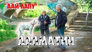 ДАЛМАТИН: Опис породи, характер та догляд! ДАЛМАТИН: Опис породи, характер та догляд!
