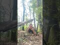 репак в лесу #юмор #реп #top #рекомендации #топ #хочуврек #жизнь #прикол #смех #дуэт #жизнь #лнр