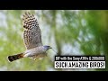 Photographing the Amazing Sparrowhawk in flight | Wildlife Photography Vlog