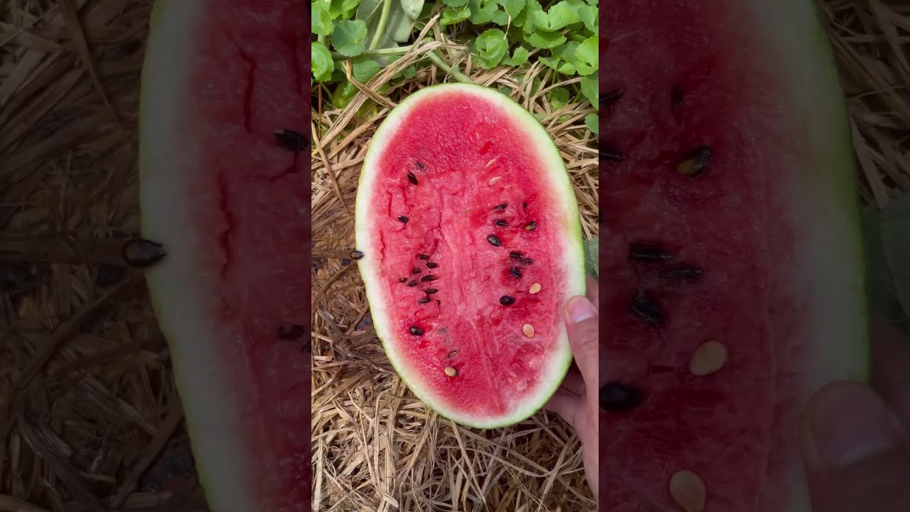 Beautiful Nature with Rural Life - Harvest papaya, ambarella fruit, watermelon, mulberry