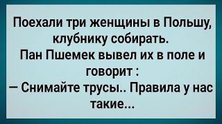 видео: Как Три Бабы в Польшу На Клубнику Ездили! Сборник Свежих Анекдотов! Юмор! картинка: Как Три Бабы в Польшу На Клубнику Ездили! Сборник Свежих Анекдотов! Юмор!