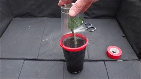 How to Take Hydrangea Cuttings