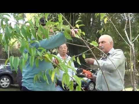 Vídeo: Aparar cerejeiras - Quando e como podar uma cerejeira