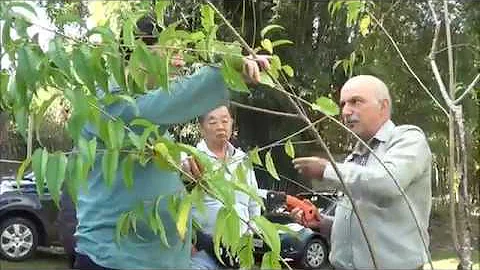 Quando se faz a poda da cerejeira?