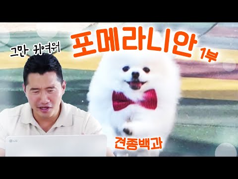 [Instructor Kang&rsquo;s Canine Encyclopedia ] Pomeranian Part 1