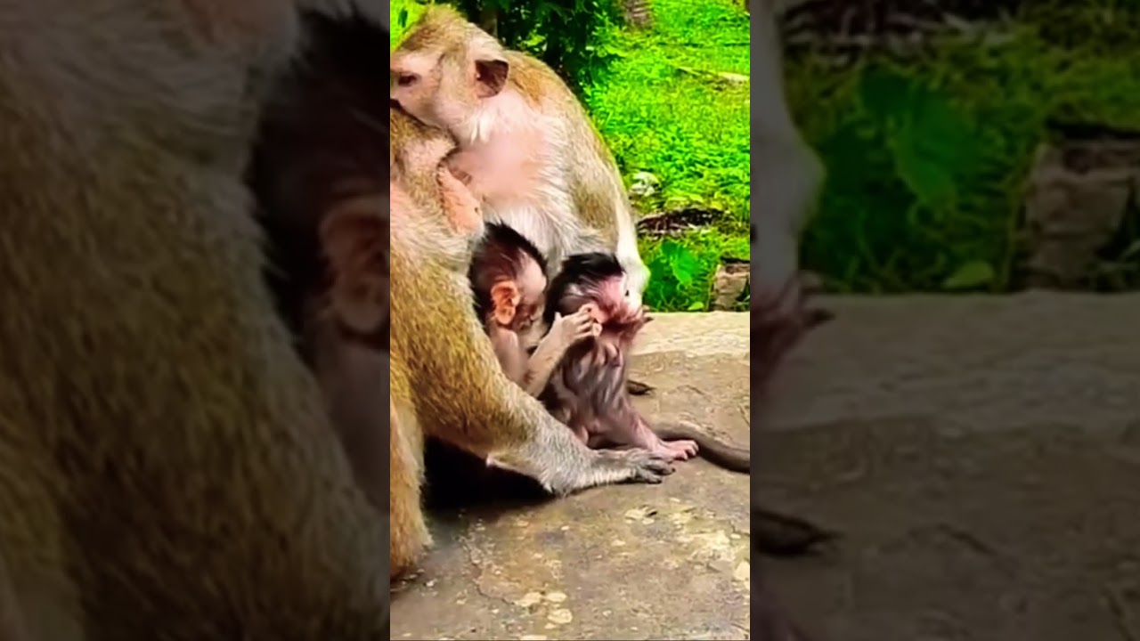 Copper anh Lizza When they was babies.