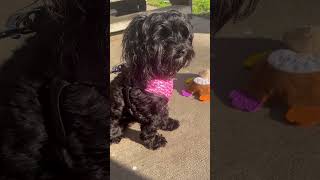 Angel Yorkie Poo Life In The Sunshine ☀  ☀ #animals #dog #youtubeshorts