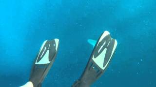 HD upload - Bull and Sandbar sharks Jupiter FL
