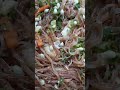 Filipino Cuisine Lumpia Native Chicken PorK Adobo Pansit Bihon #shorts #fypシ゚viral #trending #viral