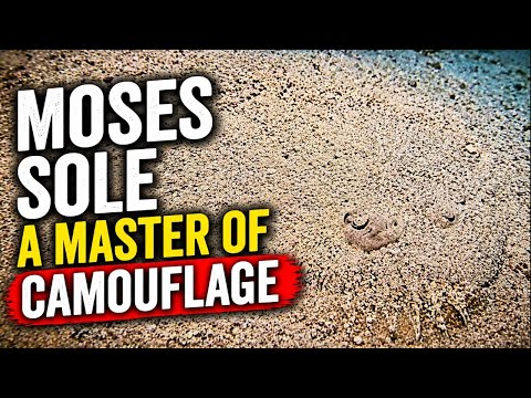 Moses Sole A Master of Camouflage