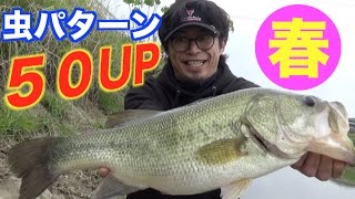 バス釣り　春のお腹ブリブリバスが釣れた！！