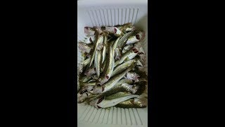 今シーズン浜中町でコマイが大爆釣!