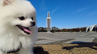 【東京散歩】愛犬と一緒に駒沢公園を一周したら楽しすぎたw