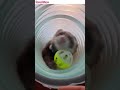 ferret videos Aitaro play with the ball in the tube2 #shorts