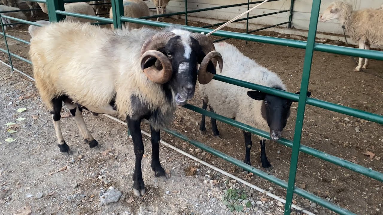 TİRE HAYVAN PAZARINDA BİTMEYEN KALİTE