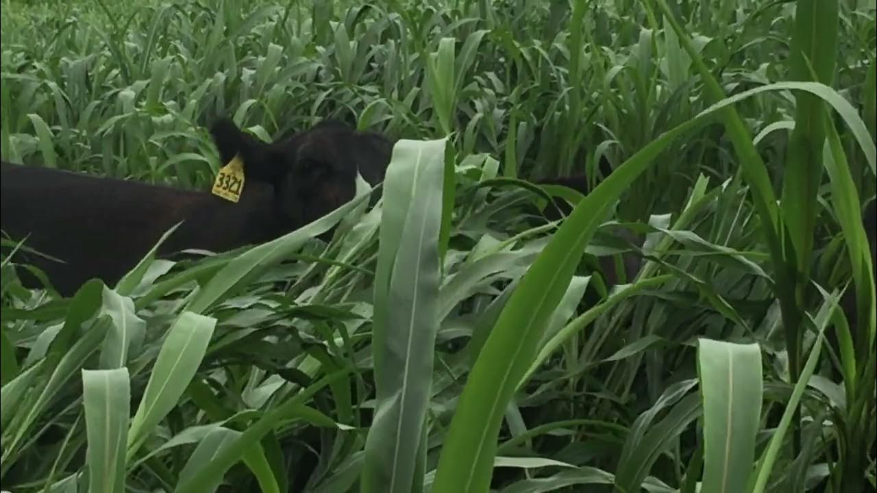 Grazing Summer Annual Forages x Sudan Hybrid YouTube