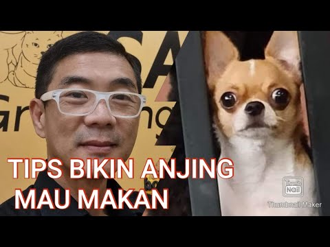 Video: Cara Merawat Anjing Laktasi