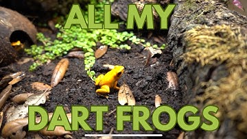 ALL of my Dart Frogs and How I Keep Them!